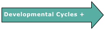 Developmental Cycles +

